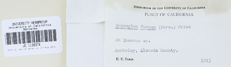 Hypoxylon fuscum image