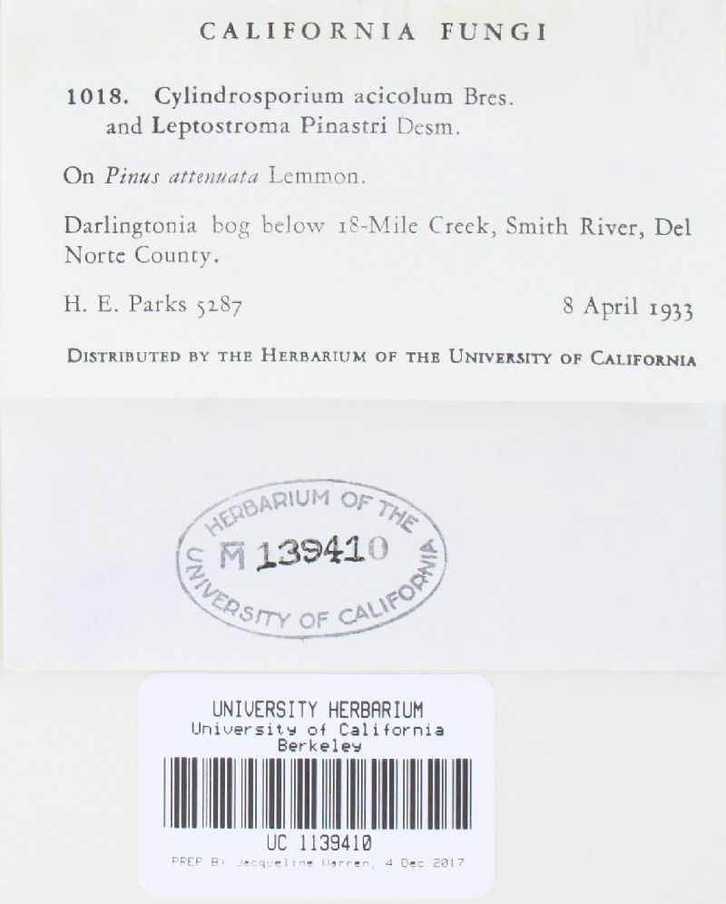 Cylindrosporium acicola image