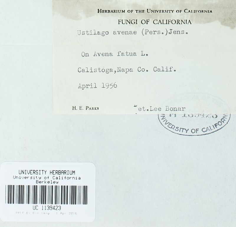 Ustilago avenae image