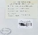 Pucciniastrum epilobii image
