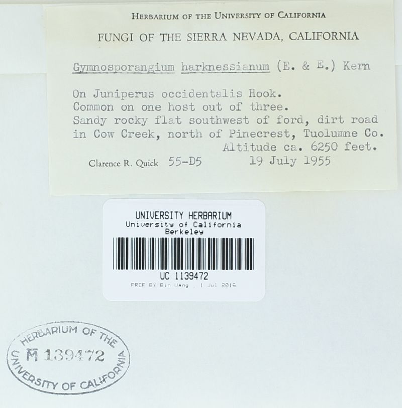 Gymnosporangium harknessianum image