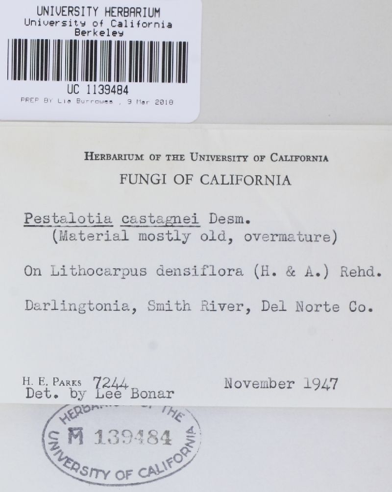 Pestalotia montellica image