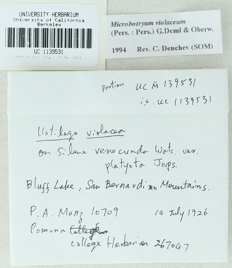 Microbotryum violaceum image