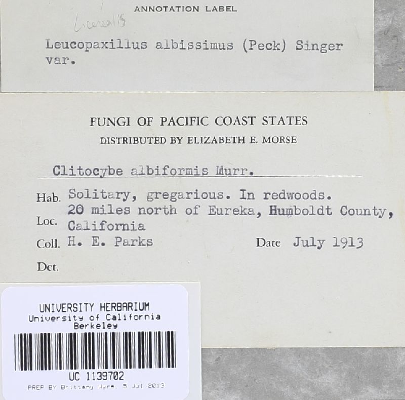 Leucopaxillus cerealis image