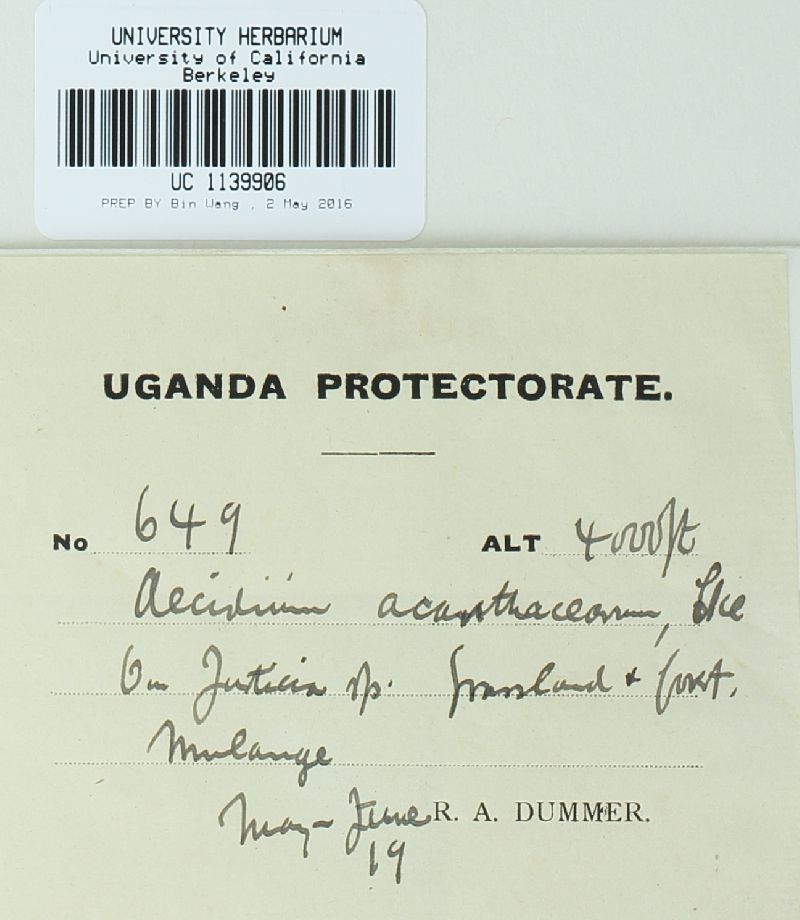 Aecidium acanthacearum image