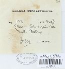 Duportella schomburgkii image