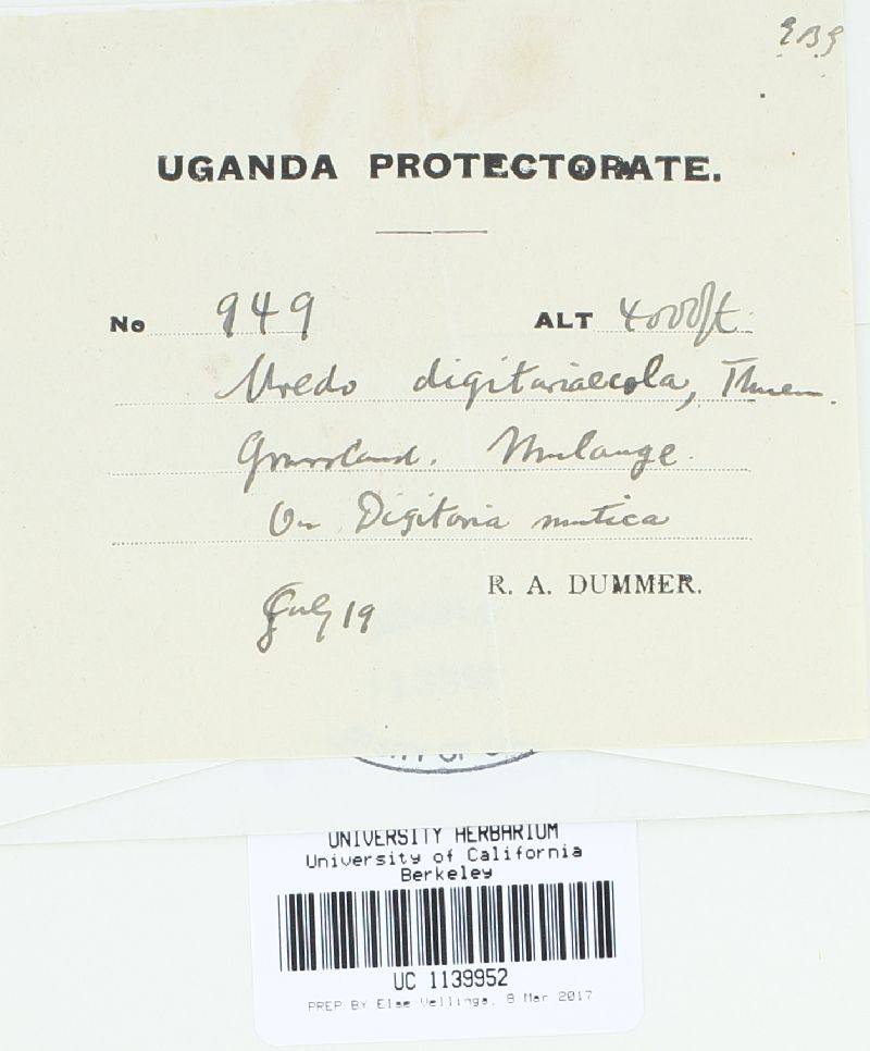 Uredo digitariaecola image
