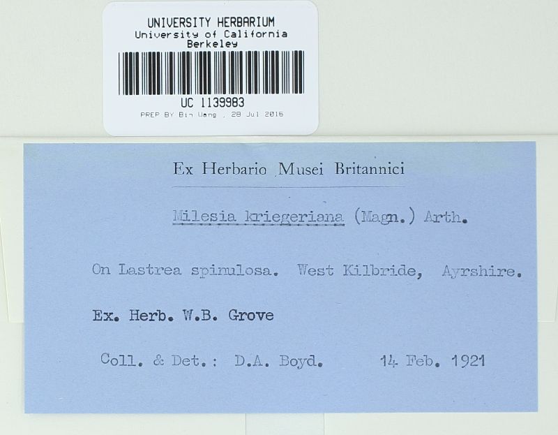 Milesia kriegeriana image