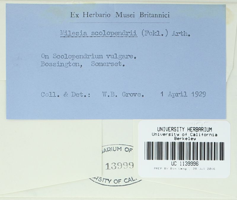 Milesina scolopendrii image