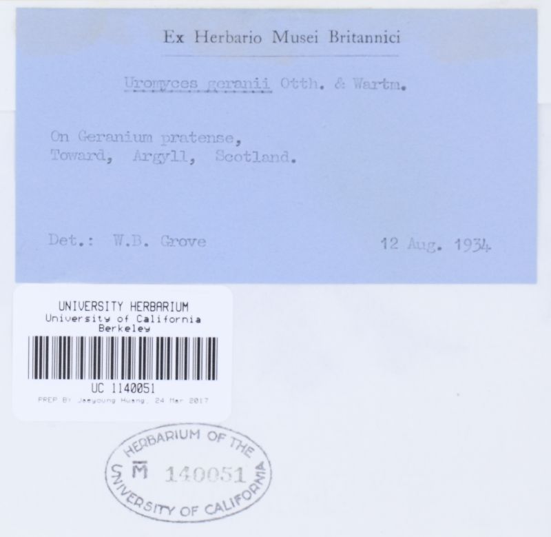 Uromyces geranii image