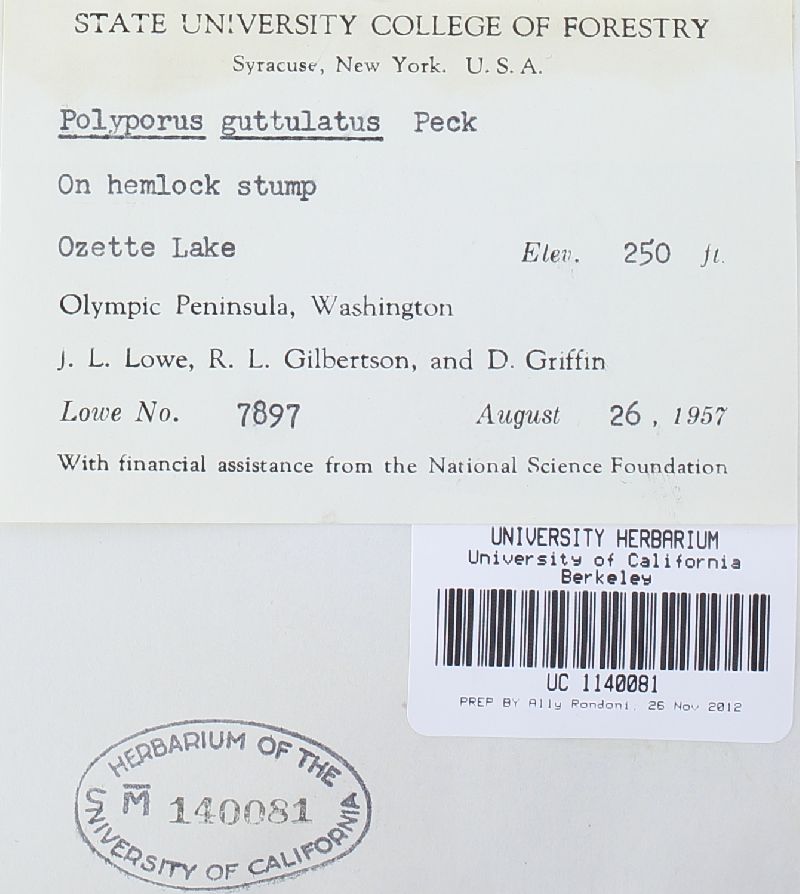 Oligoporus guttulatus image