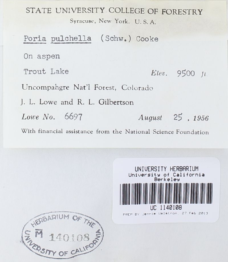 Perenniporia tenuis image
