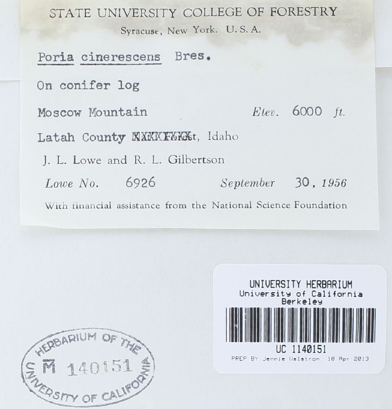 Cinereomyces lindbladii image