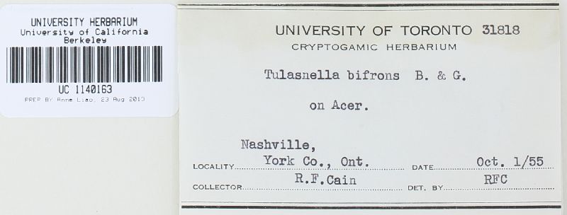 Tulasnella bifrons image