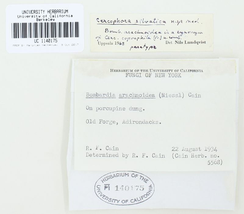 Cercophora silvatica image