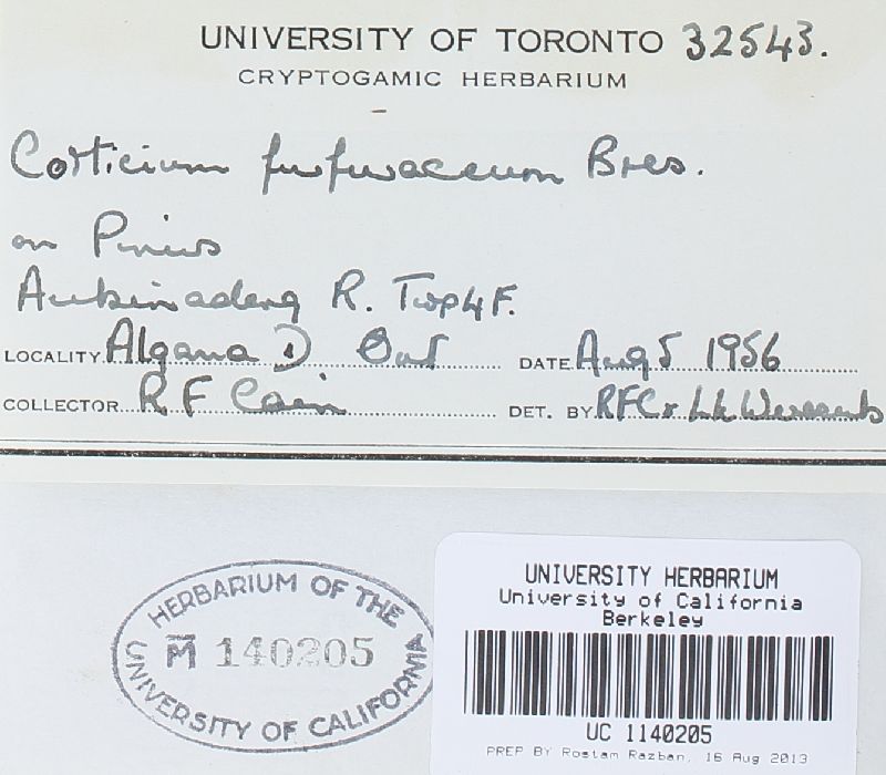 Resinicium furfuraceum image