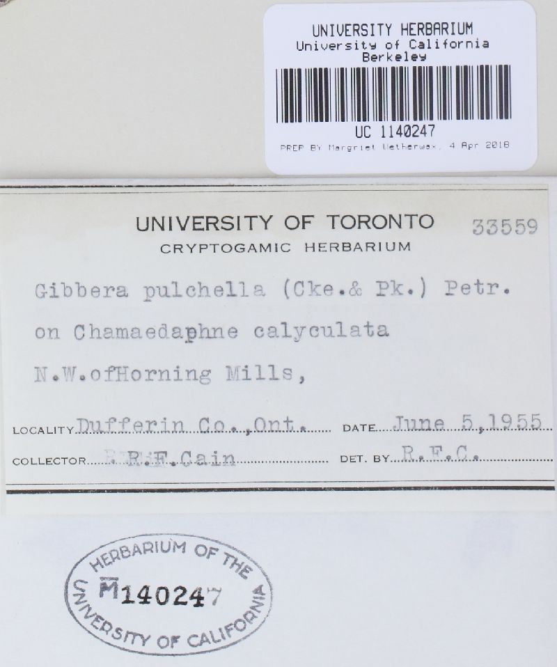 Gibbera pulchella image