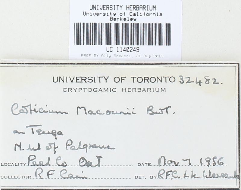 Clavulicium macounii image