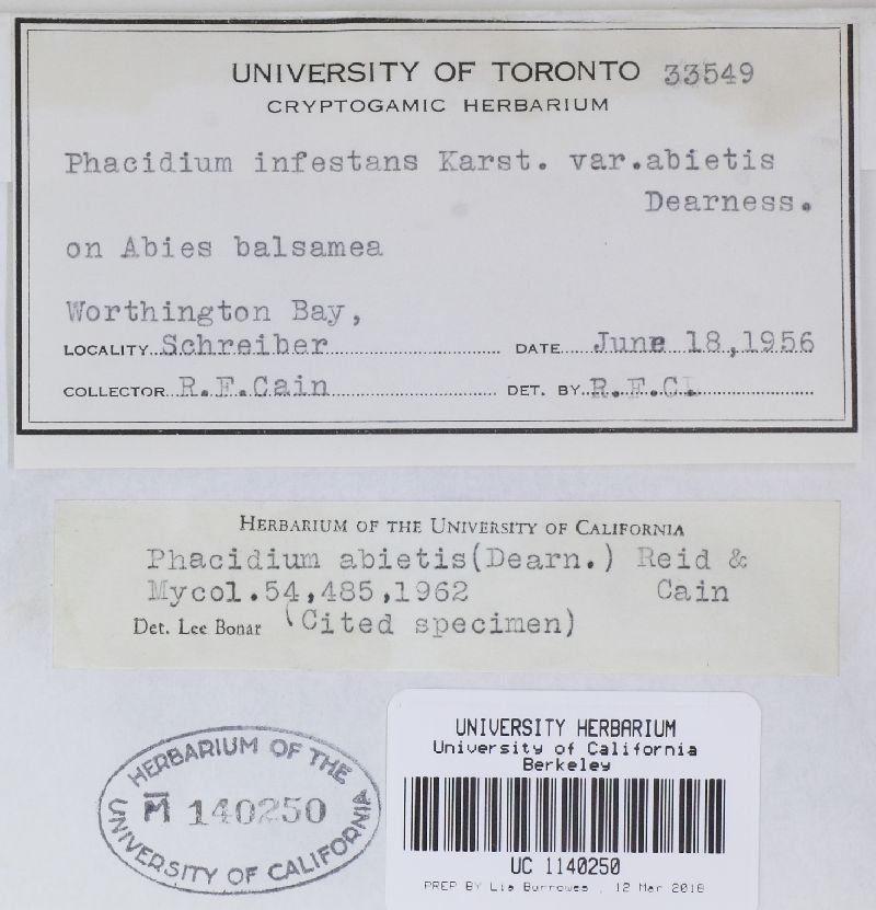 Phacidium abietis image