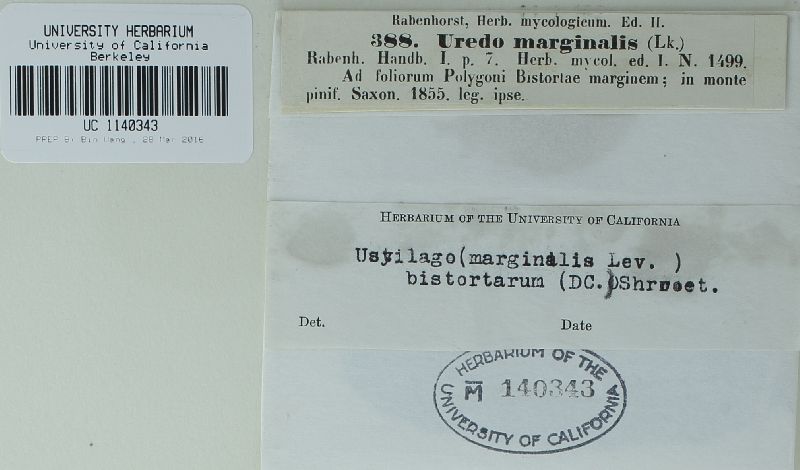 Microbotryum marginale image