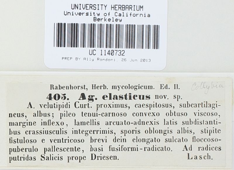 Flammulina elastica image
