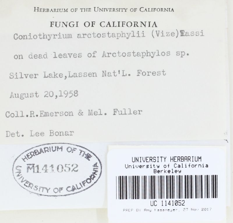 Coniothyrium arctostaphyli image