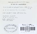 Pucciniastrum goeppertianum image