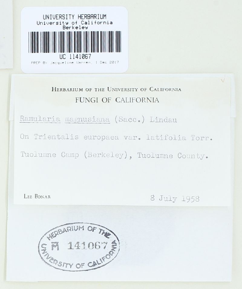 Cylindrocarpon magnusianum image