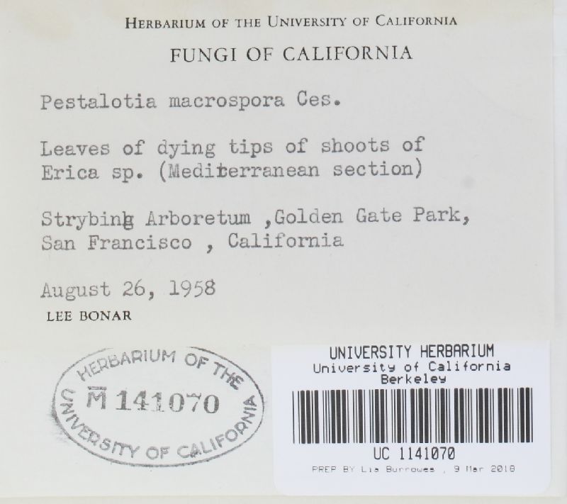 Pestalotiopsis macrospora image