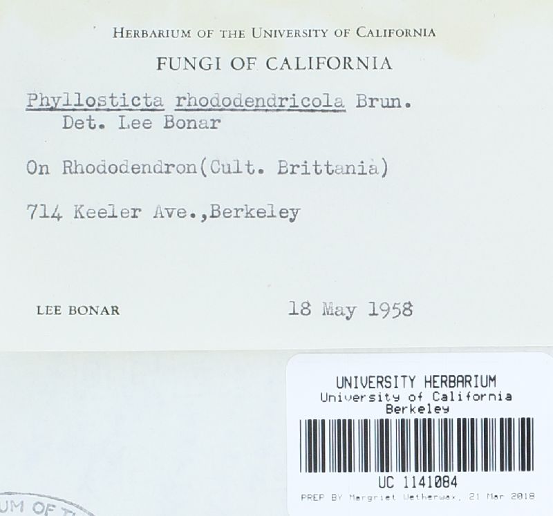 Phyllosticta rhododendricola image