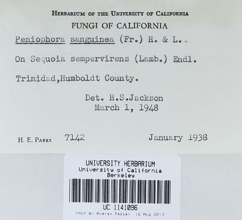Phanerochaete sanguinea image