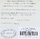 Lophodermium nitens image