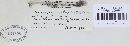 Microsphaera symphoricarpi image