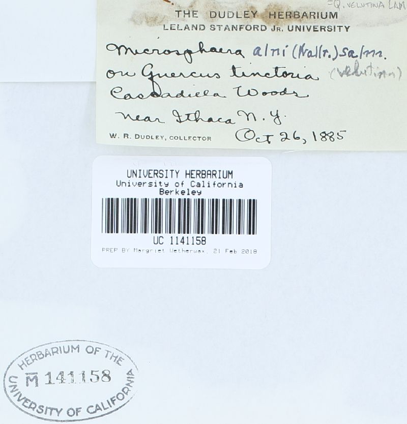 Microsphaera extensa image