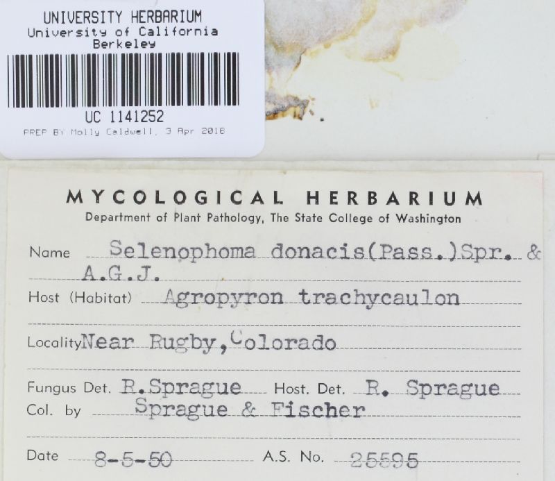 Pseudoseptoria donacis image
