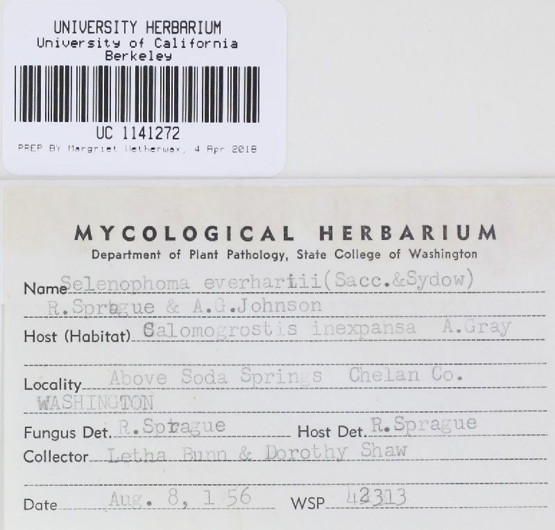 Pseudoseptoria everhartii image