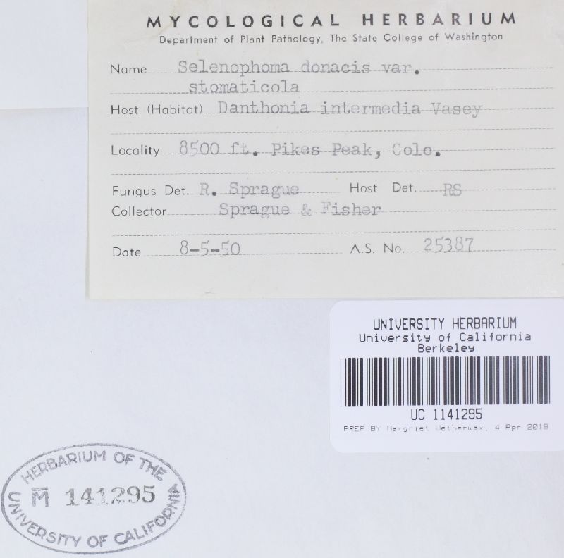 Pseudoseptoria stomaticola image