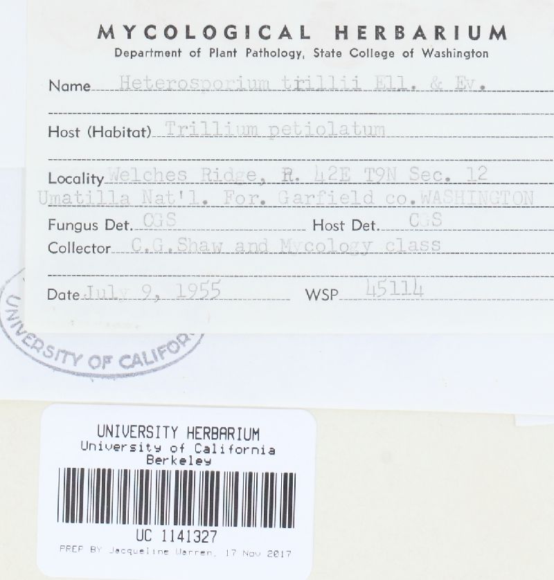 Cladosporium trillii image