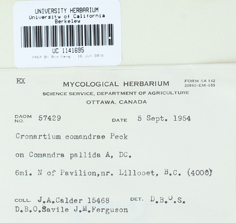 Cronartium comandrae image