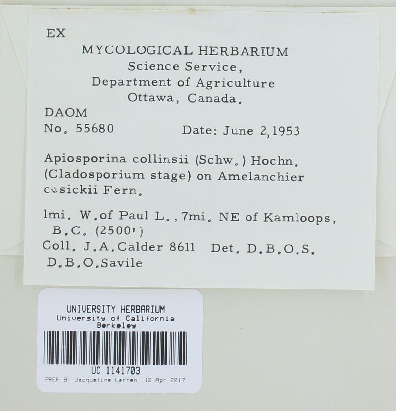Apiosporina collinsii image