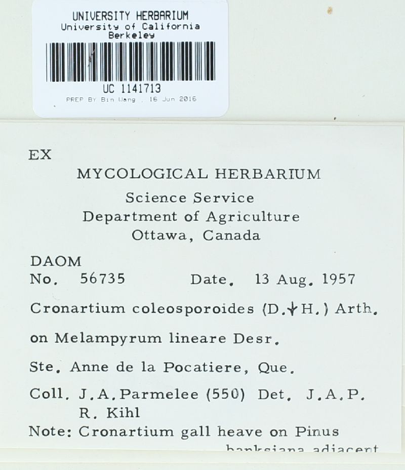 Cronartium coleosporioides image