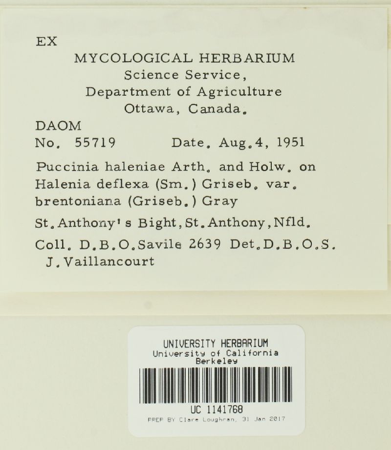 Puccinia habenariae image
