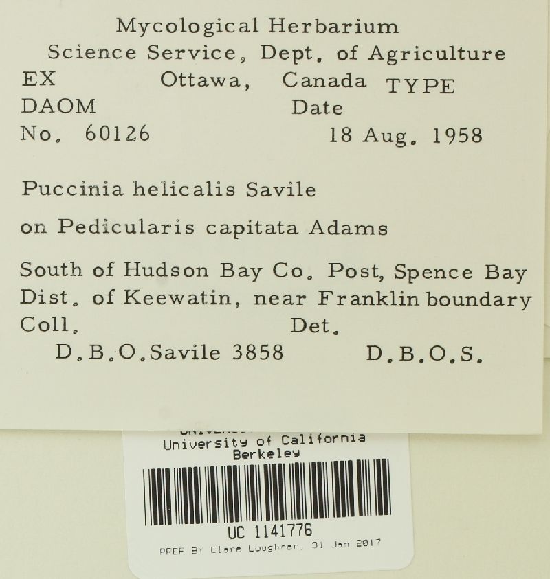 Puccinia helicalis image