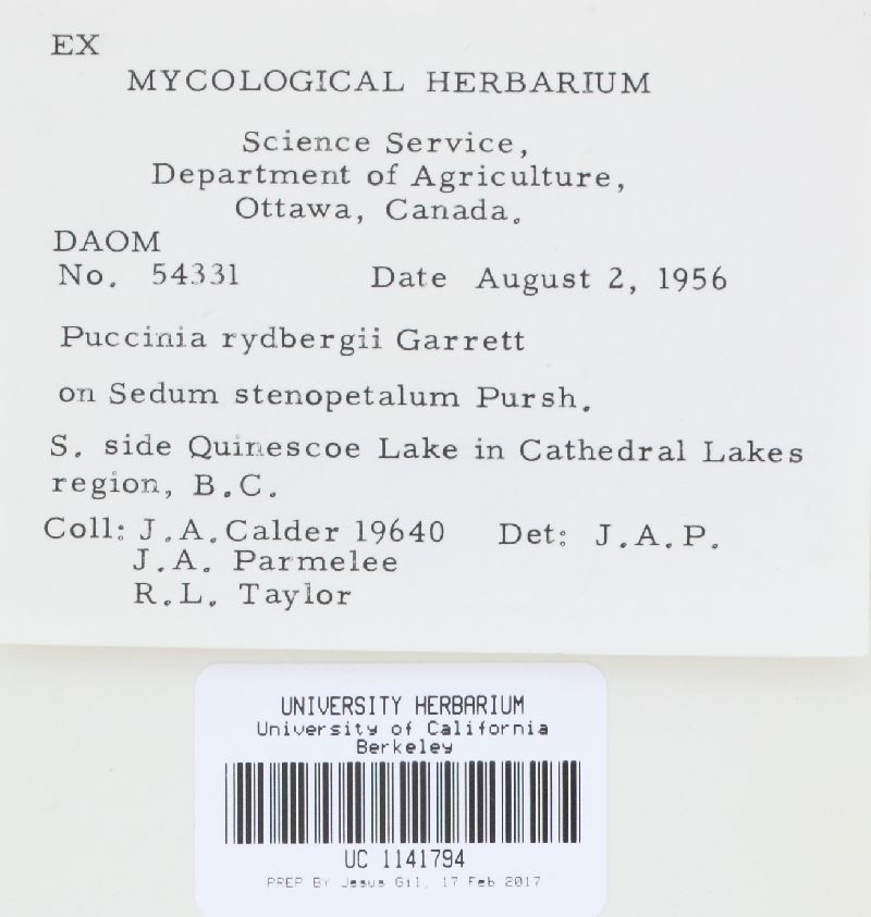 Puccinia rydbergii image