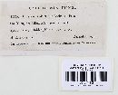 Trichaptum abietinum image