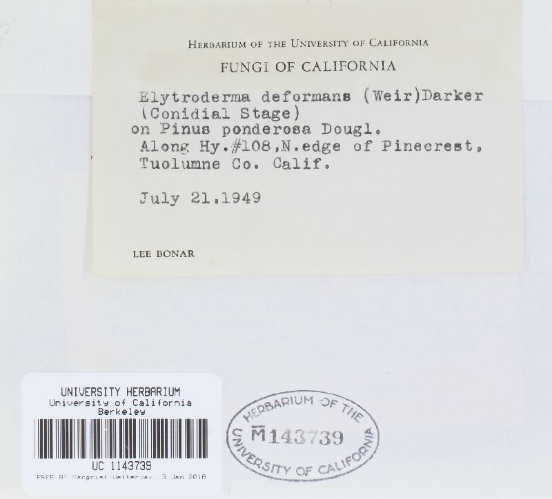 Elytroderma deformans image