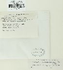 Kretzschmaria deusta image