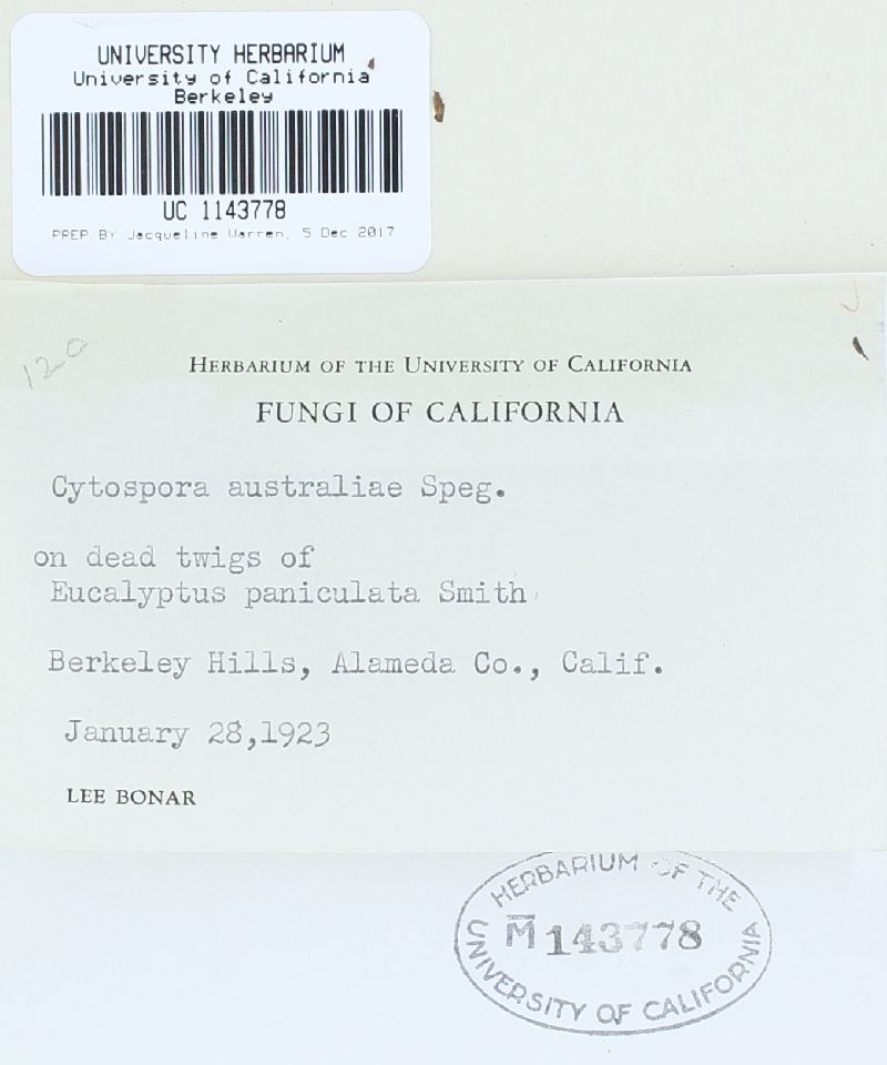 Cytospora australiae image