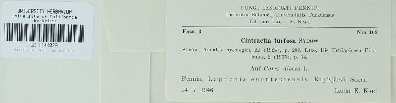 Anthracoidea turfosa image