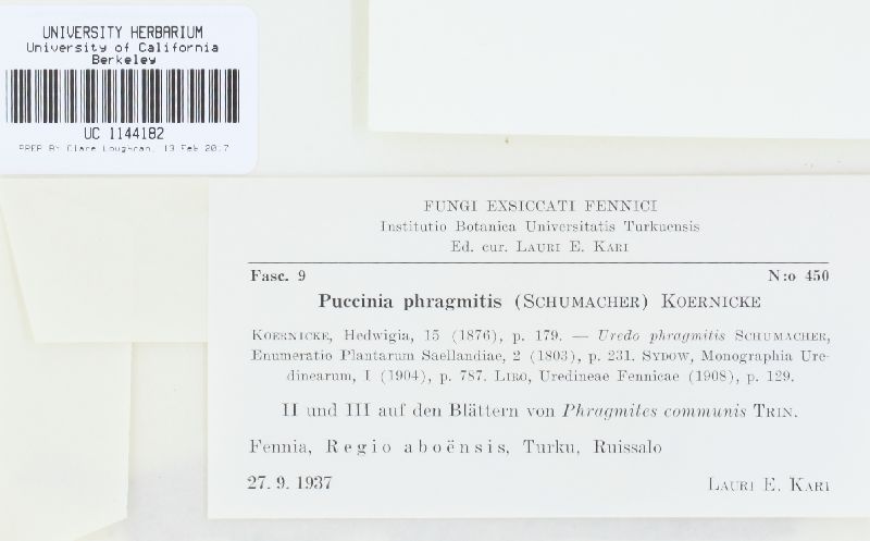 Puccinia phragmitis image